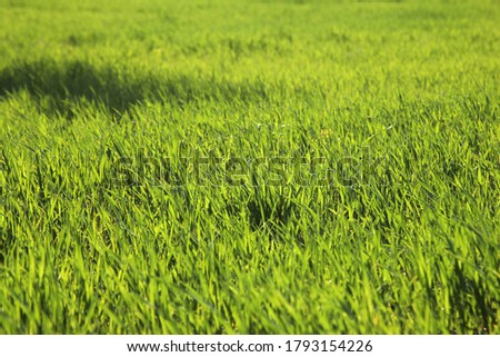 Young wheat seedlings growing in a field. 
