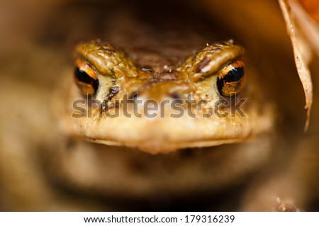 Common toad (Bufo bufo) in early spring forest, Ukraine