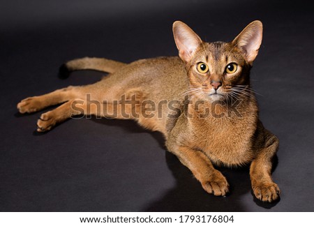 Abyssinian cat lying on black background Royalty-Free Stock Photo #1793176804