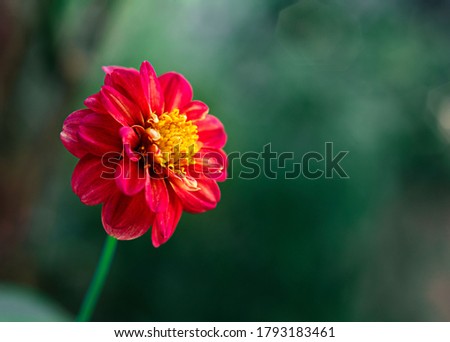 Zinnia flower,closeup of red zinnia flower in full bloom,youth-and-old-age flower