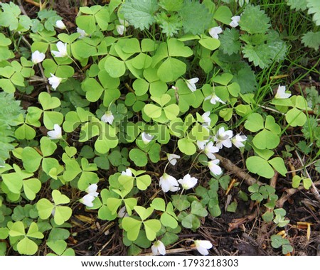 Natural background of green foliage and oxalis. Fresh succulent photography of bushes for eco style background and wallpaper. Stock photo with empty space for text and design