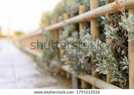 selective focus. decorative wooden fence and white green bushes plants in it. selective focus