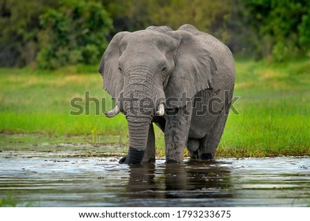 Elephant in the water. Wildlife scene from nature, elephant in the habitat, Moremi, Okavango delta, Botswana, Africa. Green wet season, blue sky with clouds. African safari. 