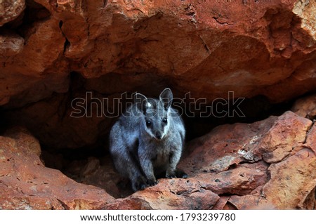 The shy Black footed rock wallaby. These small marsupials are skilled rock hoppers and take protection living on the cliffs of gorges.