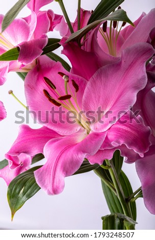 Close-up of pink liles flowers.