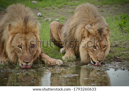 Two lions drinking out of a puddle while keeping an eye on nearby traveleres.
