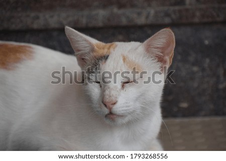 beautiful white feral house cat Felis catus cute looking after sleep yawning wakeup in home