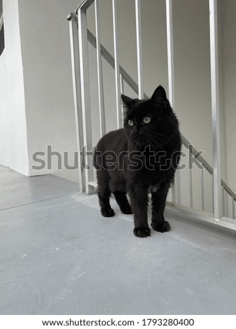 Black cat with green eyes and long fur outside looking