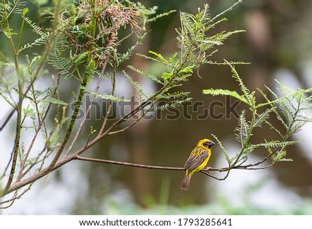 yellow bird perched on a branch in nature