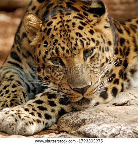 Wonderful picture of this beautiful cheetah