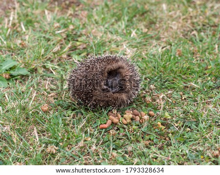 Hedgehog, wild, native European hedgehog curled up, facing forward and sleeping on the lawn, landscape