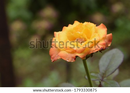 Beutiful Yellow Orange colour Rose, This picture taken in my garden. you can see rain droplets on flower