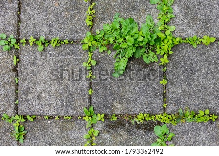 seamless top view of weeds between neglected, concrete tiles texture Royalty-Free Stock Photo #1793362492