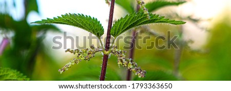 Nettle with fluffy green leaves. Deep green, macro, nettle, medicinal plant, used in medicine. Royalty-Free Stock Photo #1793363650