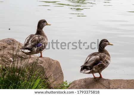 Two female Mallard ducks turn their heads to one side