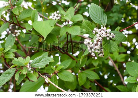 close-up of white berries of a redtwig dogwood or cornus sericea Royalty-Free Stock Photo #1793378251