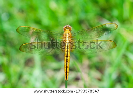 Beautiful nature scene dragonfly. Dragonfly in the nature habitat using as a background or wallpaper.The concept for writing an article. Dragonfly on leaf. Chandpur, Bangladesh / 2020.