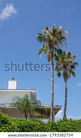 Two tall palm trees growing by corner of beach house on a barrier island in west central Florida, USA
