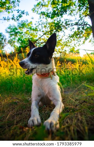 Basenji dog rests in the grass, walk with a man in nature