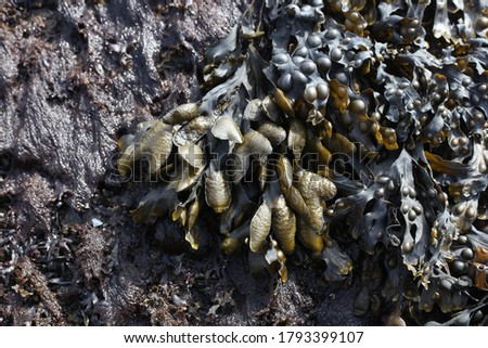 seaweed natural pattern background for web design or travel agency and naturalistic macro close up in scotland juicy sea under water weed humid dump climate outdoor scottish seaside