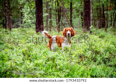 Healthy happy adorable dog of welsh springer spaniel breed in forest. Nature green background. Royalty-Free Stock Photo #1793410792