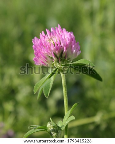 Close-up of a red clover flower on a field.
