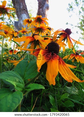 a beautiful flowers (Rudbeckia) with yellow red petals was captured on camera at close range on a sunny summer day