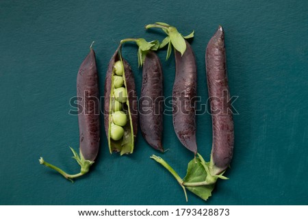 Purple pods of green peas on a dark green background. Banner. Royalty-Free Stock Photo #1793428873