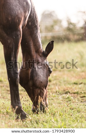 A wet horse with raindrops running down on fur. A horse standing in a green pasture during a downpour rain.