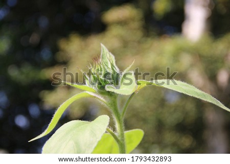 A younggreen sunflower bud Keep growing well against sunshine in garden