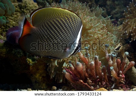 Beautiful fish on the seabed and coral reefs, underwater beauty of fish and coral reefs, Red-tailed butterflyfish (Chaetodon collare) marine fish