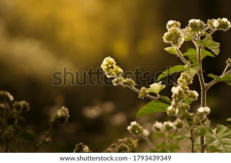 scene of a sunset with the background out of focus and a plant in the foreground