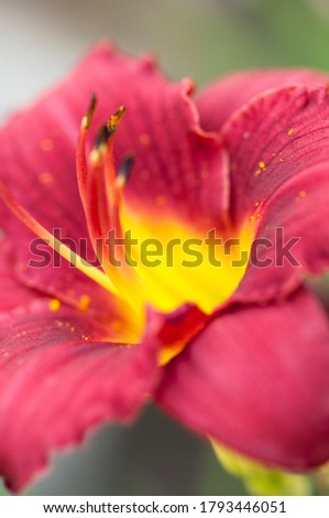 red Lilly flower, macro lens