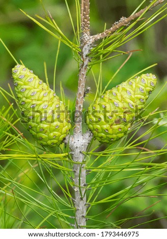 photo of pine tree and pine cone