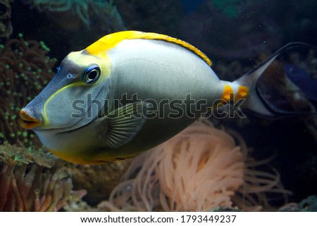 Beautiful fish on the seabed and coral reefs, underwater beauty of fish and coral reefs