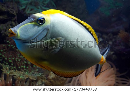 Beautiful fish on the seabed and coral reefs, underwater beauty of fish and coral reefs, Tango Naso fish