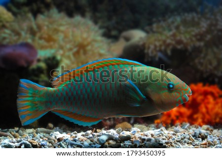 Beautiful parrot fish on the seabed and coral reefs, underwater beauty of fish and coral reefs