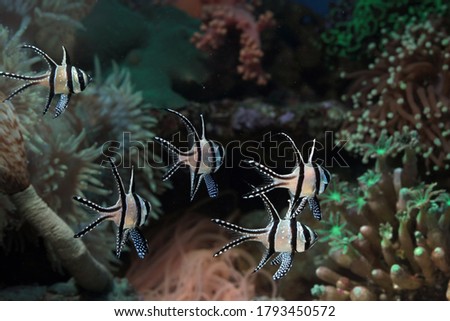 Beautiful fish on the seabed and coral reefs, underwater beauty of fish and coral reefs, Banggai cardinalfish (Pterapogon kauderni)