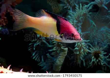Beautiful blackbelt  hogfish on the seabed and coral reefs, Beautiful yellow spotted hogfish on the seabed and coral reefs