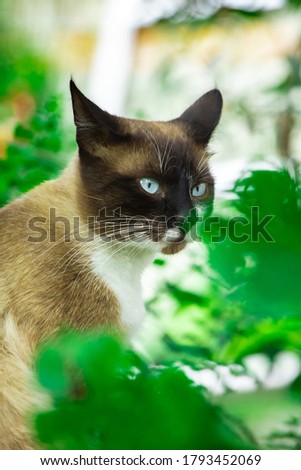 Portrait of surprised funny meme siamese cat in the garden on a bright background