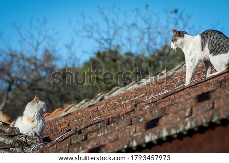 Couple of cats in courtship on the roof