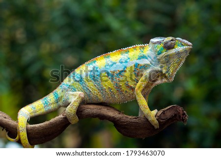 Beautiful color of chameleon panther, chameleon panther on branch, chameleon panther climbing on branch