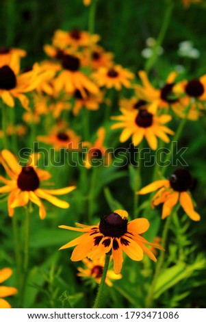 Picture of flowering black-eyed Susans during a hot summer day. The flower in the foreground is in focus on purpose while everything else is out of focus.