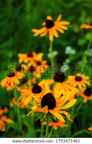 Picture of flowering black-eyed Susans during a hot summer day. The flower in the foreground is in focus on purpose while the other flowers on the background are out of focus.
