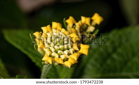 Flower of Common Lantana of the species Lantana camara with selective focus