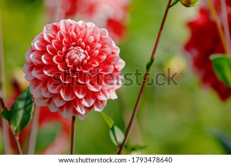Selective focus of red pink rose Dahlia flower in the garden, A member of the Asteraceae family of dicotyledonous plants, Nature floral background.