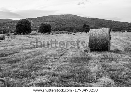 Hay bales that have been just harvested. Scenic view of land against sky.