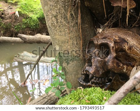 Replica hominid skull on moss next to small creek. Royalty-Free Stock Photo #1793493517