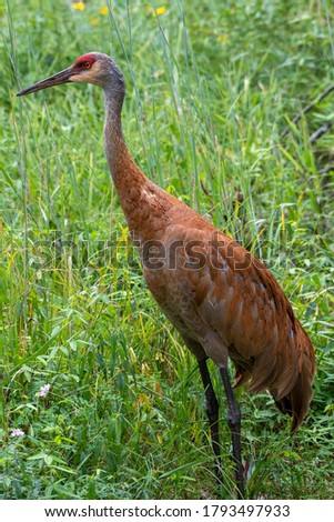 A vertical shot of a Sand Hill Crane in a field with the whole figure Royalty-Free Stock Photo #1793497933