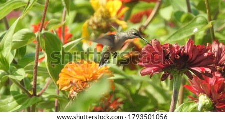  Hummingbird hovering over flower Summer